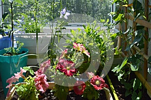 Summer garden on the balcony. Pink and red petunia flowers among green herbs in flowerpots