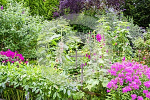 Beautiful flowering summer garden with blooming pink phlox, hollyhocks and butterfly bush