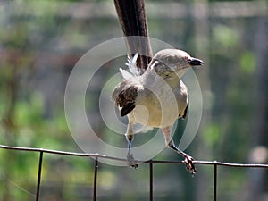 Summer Garden Bird Clinging to a Fence