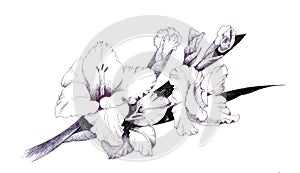 Summer garden blooming flowers monochrome illustration.