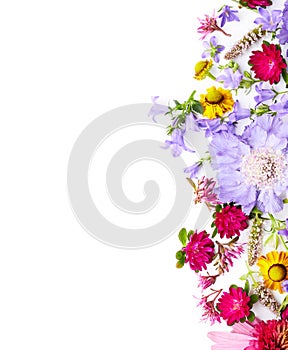 Summer garden blossom flowers on white background