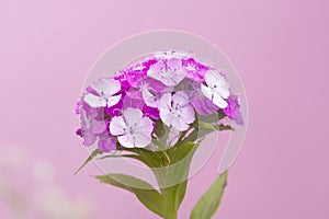 Summer garden. Blossoming Turkish carnation. Turkish carnation red with white . Dianthus barbatus. Caryophyllaceae Family