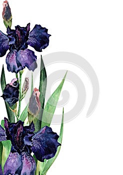 Summer garden bouquet of lilac blooming irises stem with buds, green leaves. Vertical frame with flower arrangement. Hand drawn