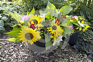 Summer garden bouquet with sunflower