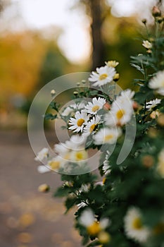 Summer garden flovers in outdoor flowerbed. Daisy bush With white petals, yellow inflorescence and green stems