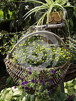 Verano en jardín 