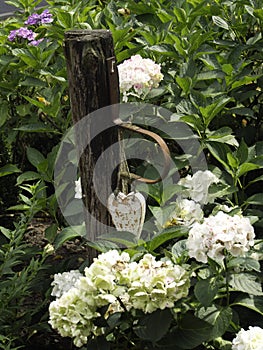 Verano en jardín 