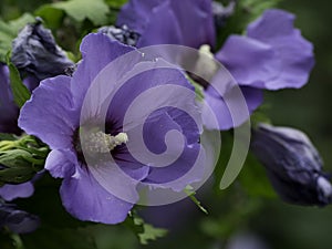 Verano en jardín 