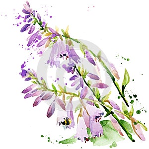 Summer garden flowers. watercolor illustration