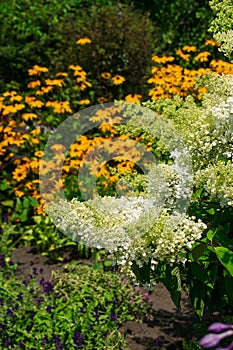 Summer garden with lots of green lush plants and flowers.