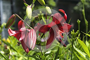 Summer garden maroon day lilies in bloom