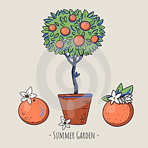 Summer garden orange fruit with flowers, modern cartoon greeting card