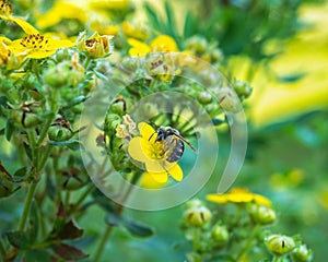 Summer garden postcard. Bee collecting nectar from blooming kuril tea