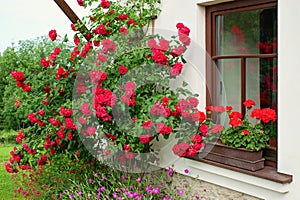Summer garden scene. House windows with geranium flowers and bloonming roses - climbers or ramblers