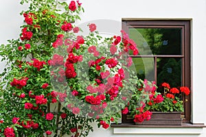 Summer garden scene. House windows with geranium flowers and bloonming roses - climbers or ramblers