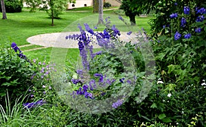 Summer garden with striking, pointed flowers on a tall, sometimes towering stem. Delphiniums come in various shades of purple. nat