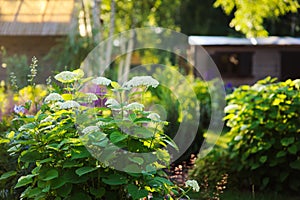 Summer garden view in june with hydrangea Annabelle bush blooming