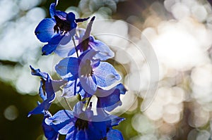 Summer garden. villatic holiday season. Delphinium flower candle. spring bloom. nature environment, ecology. morning. larkspur