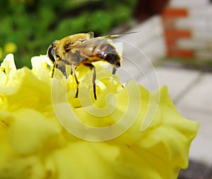 In the summer garden. wasp collects nectar on a yellow flower garden.