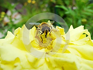 In the summer garden. wasp collects nectar on a yellow flower garden.