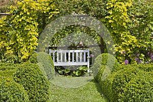 Summer garden with white bench, box trimmed hedge .