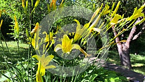 Summer garden. The yellow daylily flowers sway in the wind.