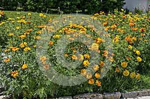 Summer garden with Yellow marigold or Tagetes Erectile curly arden flower   in the monastery garden,  mountain Balkan