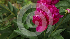 Summer and gardening concept. Beautiful red peony flower blooming in summer garden. Flowers in garden close up