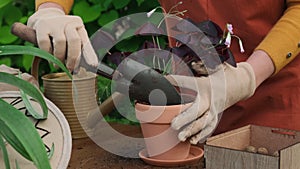 Summer gardening. Gardener hands transplant purple plant in new flower pot.