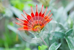 Summer Gazania