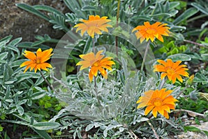 Summer Gazania