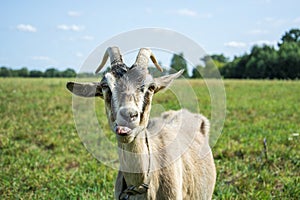In summer the goat is teased and shows the language.