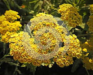 Summer gold yellow yarrow plant in meadow