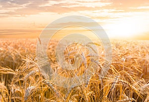 Summer golden wheat field at the sunset