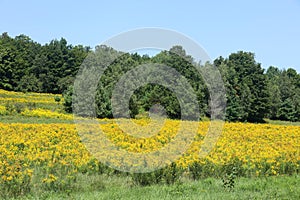 Summer goldenrod and firtrees