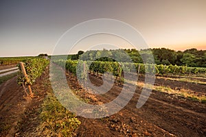 Summer Grape field at dawn