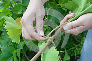 Summer grapes pruning. Gardener prune grapes. Pruning, hedging