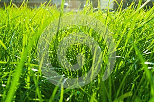 Summer grass background, fresh bright green grass on the lawn lit by shining sunbeams. Grass landscape