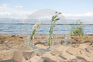 Summer grass bouquet on the summer beachs