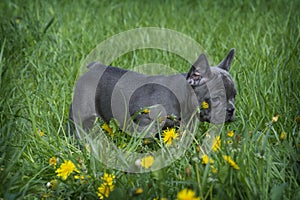 In the summer on the grass in the dandelions of the streets a small puppy of the French Bulldog breed