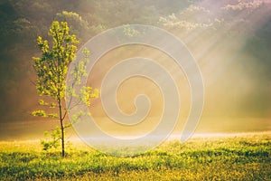 Summer grass field and tree in sunlight, golden nature background concept, sun rays, warm tones, lots of copy space photo