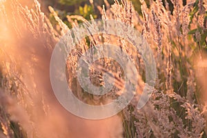 Summer grass flowers in bright gold shimmering twilight sunshine, blurred background as outdoor backdrop and copy space