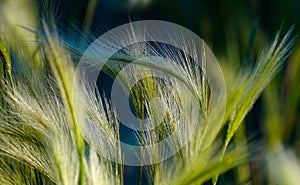 Summer Grass in the Late Afternoon Light