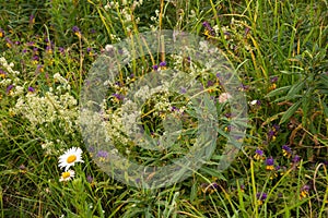 Summer grass in meadow: chamomile, narrow-leaved tea-tea ChamÃÂ©rion angustifÃÂ³lium, oak grove Melampyrum nemorosum photo