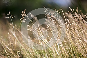 Summer grass meadow close-up