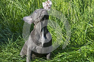 In the summer  on the grass   a small puppy of the French Bulldog breed