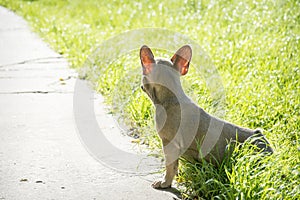 In the summer  on the grass streets  a puppy of the French Bulldog breed