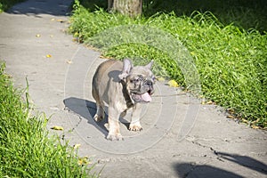 In the summer  on the grass streets  a puppy of the French Bulldog breed