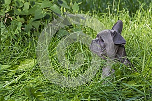 In the summer  on the grass streets  a puppy of the French Bulldog breed