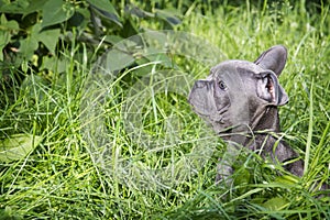 In the summer  on the grass streets  a puppy of the French Bulldog breed